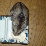 のんちゃんも豆腐好き