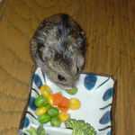 グリーンピースを食べるのんちゃん