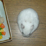 背中の毛、大分生えてきました