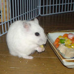 コーンを食べているアイ