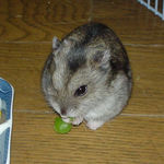 グリーンピースを食べてるユウキ