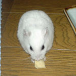 高野豆腐を食べているアイ