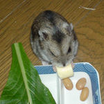 チーズを食べるユウキ