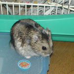 のんちゃん、出陣