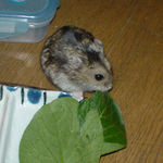 小松菜を食べるのんちゃん