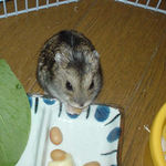 蒸し大豆を食べるのんちゃん