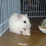 鶏肉をたべるアイ