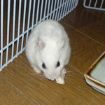 まだまだ、食べています。