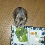 ブロッコリーを食べるのんちゃん