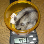 体重は、少し減