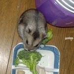 ブロッコリーを食べるユウキ