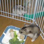 のんちゃんには見向きもせず