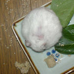 まだ、ハゲは残っています。