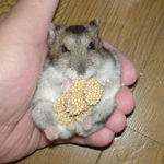 粟の穂でまったり