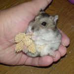 粟の穂座り食いです