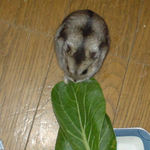 小松菜を食べるユウキ