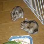 のんちゃんとユウキ