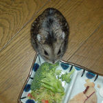 ブロッコリーを食べるのんちゃん