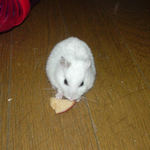 乾燥りんごチップを食べるアイ