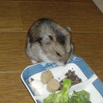 蕎麦の実を収集中