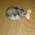 乾燥りんごチップを食べるユウキ