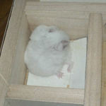 毛づくろい中のアイ