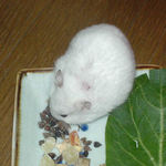 蕎麦の実に食いつくアイ