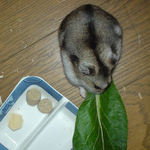 小松菜を食べるアイ