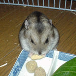 高野豆腐を食べるユウキ