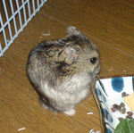 蕎麦の実を食べるのんちゃん