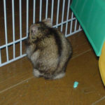 毛づくろい中ののんちゃん