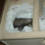 地下型巣箱で休んでいるユウキ