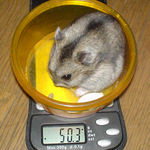 体重は余り変わらず