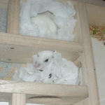 寝室から起きてきたアイ