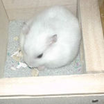 かぼちゃ種の殻をむいています