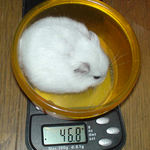 体重は、ちょい増え