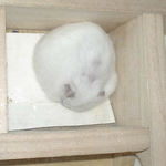 眠ってしまいました