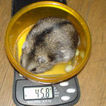 体重は余り変わらず