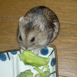 ブロッコリーは茎から派