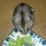 豆腐を食べるのんちゃん