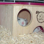 巣箱から顔を出すアイ