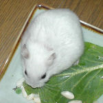 小松菜を食べるアイ