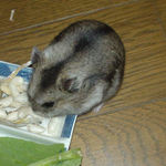 コメコメポップを食べてるユウキ