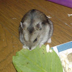 小松菜にも齧りついています