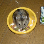 エサ皿に入ってるのんちゃん