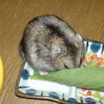 小松菜を齧ってるのんちゃん