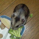 ブロッコリーに齧りつくユウキ