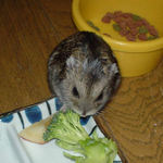 ブロッコリーを食べてるのんちゃん