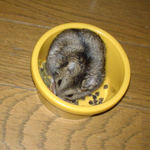 蕎麦の実を食べるのんちゃん