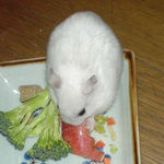 りんごを食べているアイです。